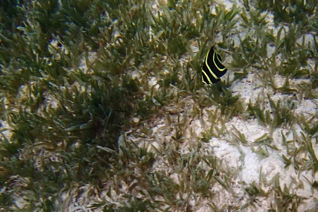Enjoying a catamaran and snorkeling adventure in the US Virgin Islands!