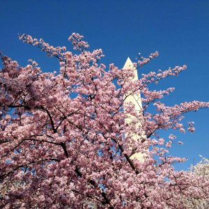 Soaking up the unbelievable cherry blossoms in DC. It's really worth the hype!!