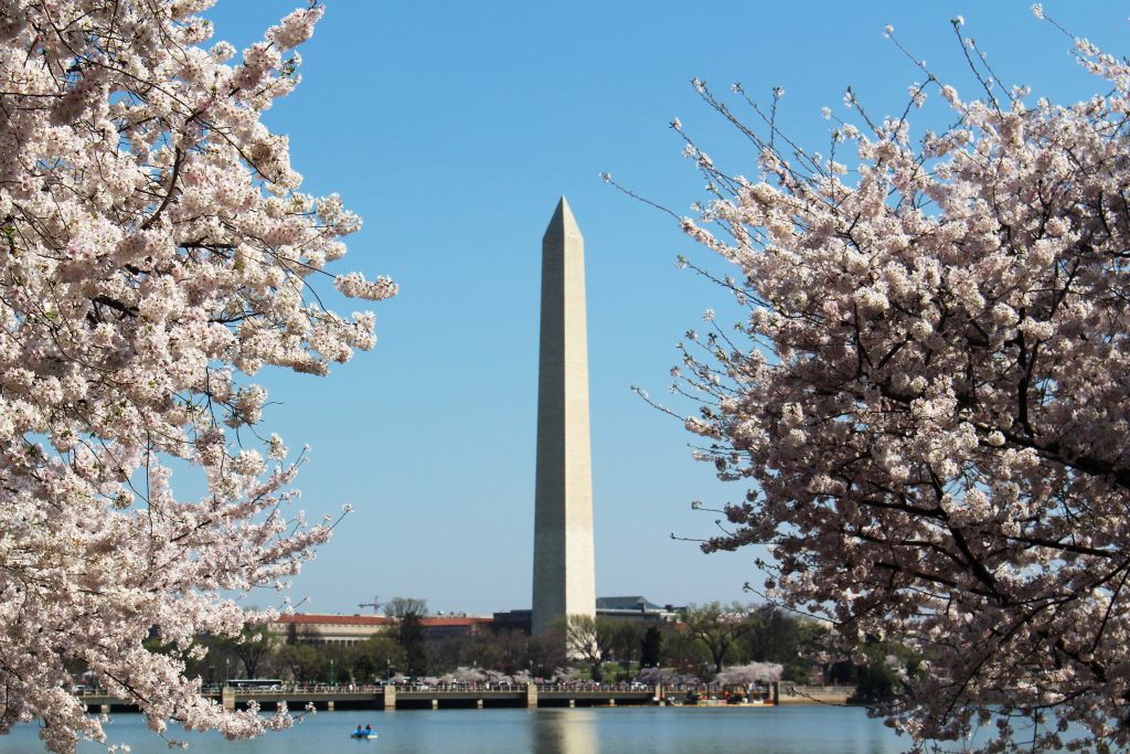 Soaking up the unbelievable cherry blossoms in DC. It's really worth the hype!! | Teaspoon of Nose