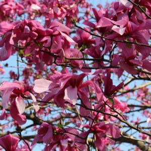 A spring weekend eating and exploring through DC!