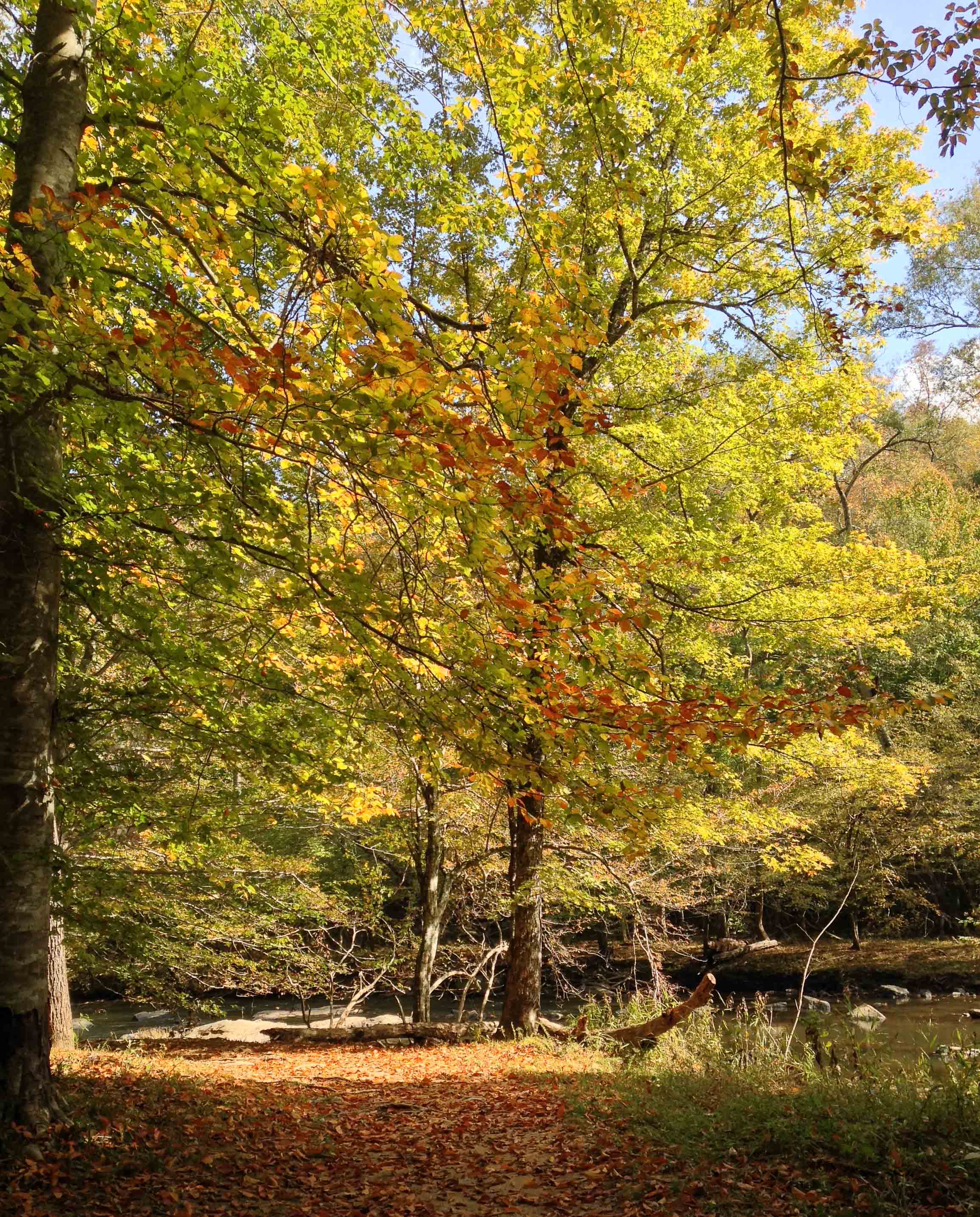 Goals for November on the blog!