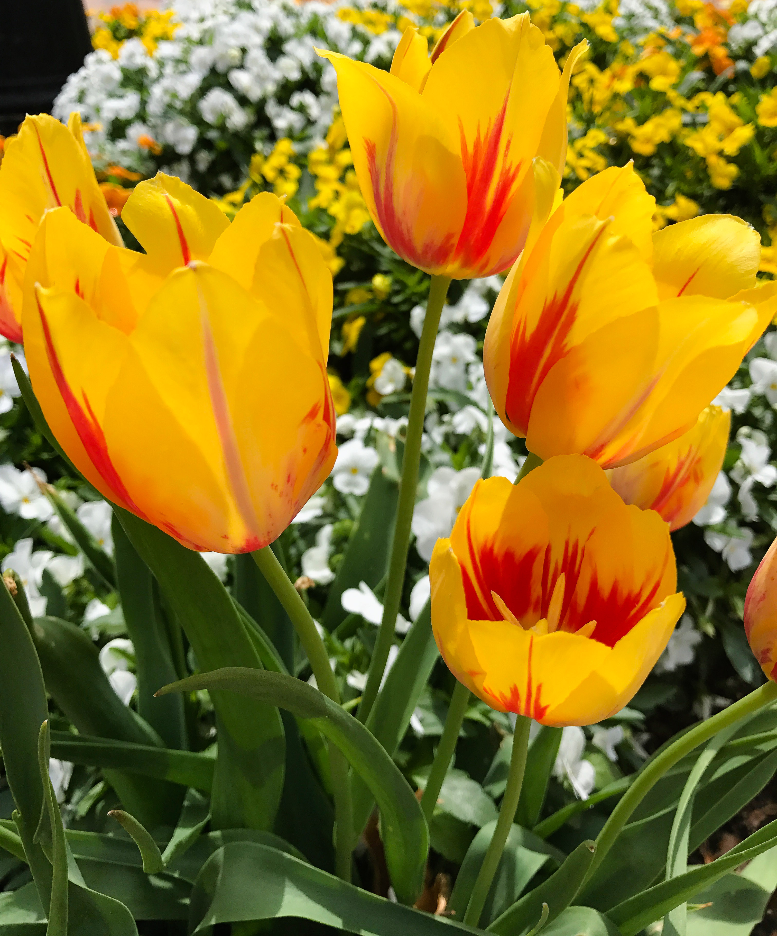 Goals for May: get things done!