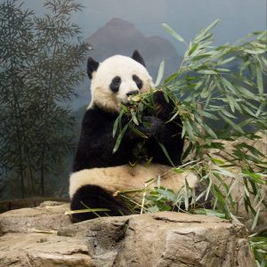 The National Zoo is one of my favorite museums in DC! Check my blog post for a few more favorites.