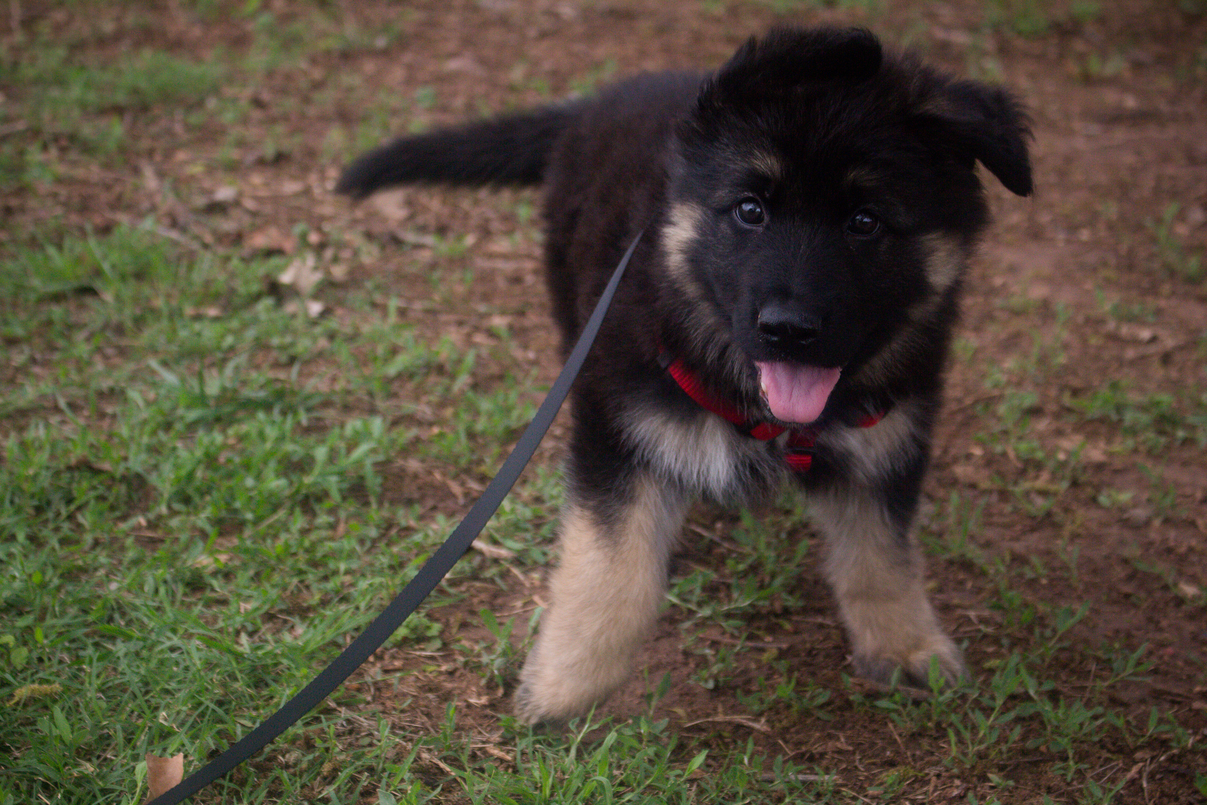 German shepherd puppy