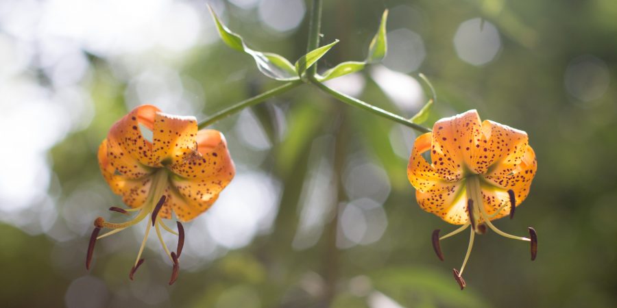 Some of the best things about Charlottesville lie right outside! Here are my favorite hiking and winery spots in the area!