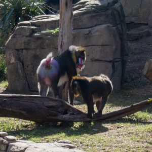 Plan a trip to the Dallas Zoo!