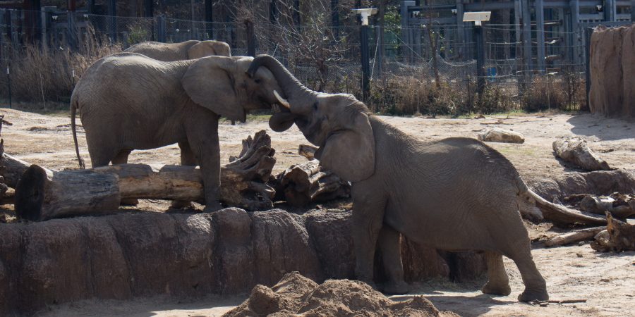 Plan a trip to the Dallas Zoo! | Teaspoon of Nose