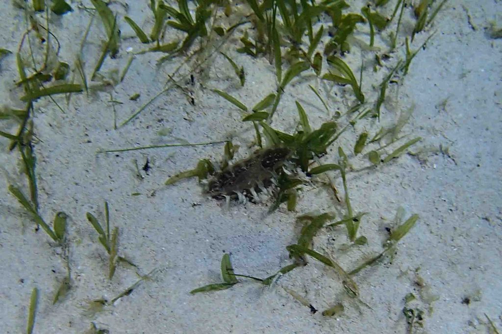 The U.S. Virgin Islands are stunning and 100% worth a visit! | Teaspoon of Nose