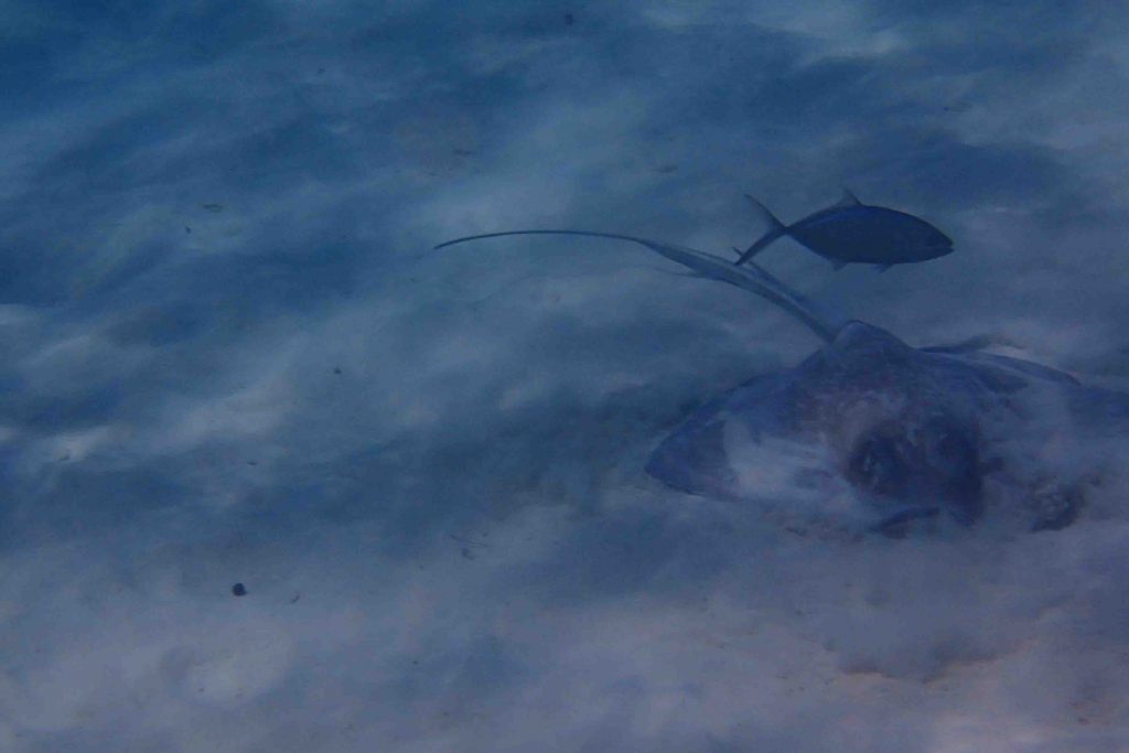 The U.S. Virgin Islands are stunning and 100% worth a visit! | Teaspoon of Nose