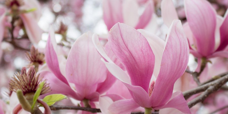 Spring Bucket List - moving, cleaning and life! | Teaspoon of Nose