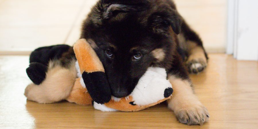 Our German Shepherd puppy is one! Wedge's first birthday | Teaspoon of Nose