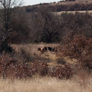 Oklahoma DOES have a mountain! Mt. Scott is in the heart of the Wichita Mountains Wildlife Refuge, and the views are beautiful!