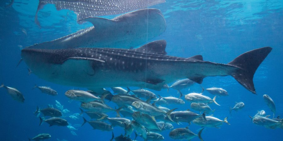Exploring the Georgia Aquarium in Atlanta! | Teaspoon of Nose