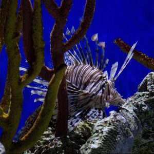 Exploring the Georgia Aquarium in Atlanta!