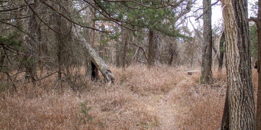 If you're looking for a short hike in the Wichita Mountains Wildlife Refuge, try the Longhorn and Elk trails! | Teaspoon of Nose