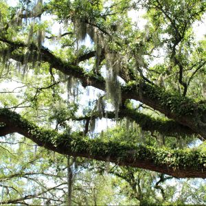 A vacation to Hilton Head Island is an idyllic little getaway!