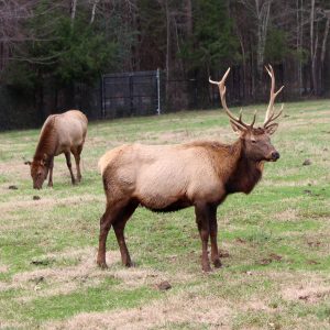 Having a great family day at the NC Zoo!