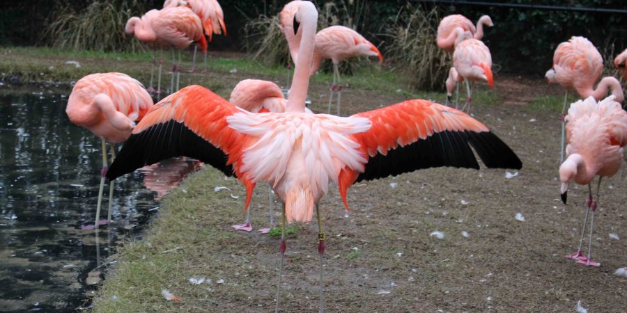 Having a great family day at the NC Zoo! | Teaspoon of Nose
