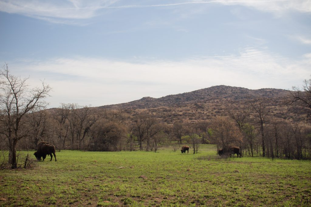 Wichita Mountain Wildlife Refuge's Bison trail is a great longer trail in southwest Oklahoma with plenty of views and a few bison if you're lucky! | Teaspoon of Nose