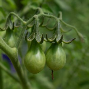 The Atlanta Botanical Garden is one of my new favorite places to get outside in Atlanta!