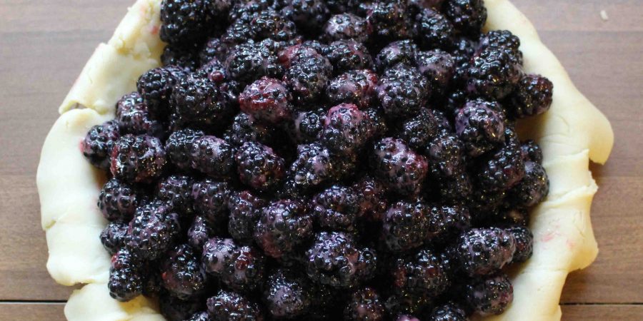 Blackberry pie is perfect for summer! | Teaspoon of Nose