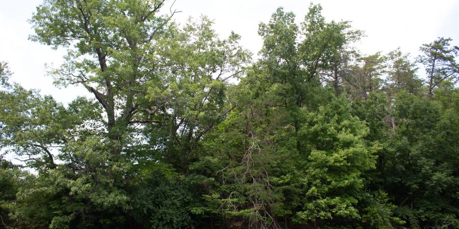 Smith Mountain Lake makes for the perfect summer weekend getaway in Virginia! | Teaspoon of Nose