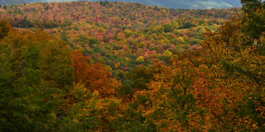 Fall bucket list for ALL the autumn fun! | Teaspoon of Nose