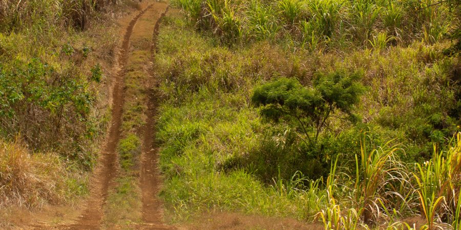 If you're planning a trip to Barbados, you have to do one thing in particular. And no, it's not snorkeling or working on your tan or even trying the rum! If you're planning a trip to Barbados, you have to do one thing in particular. And no, it's not snorkeling or working on your tan or even trying the rum!