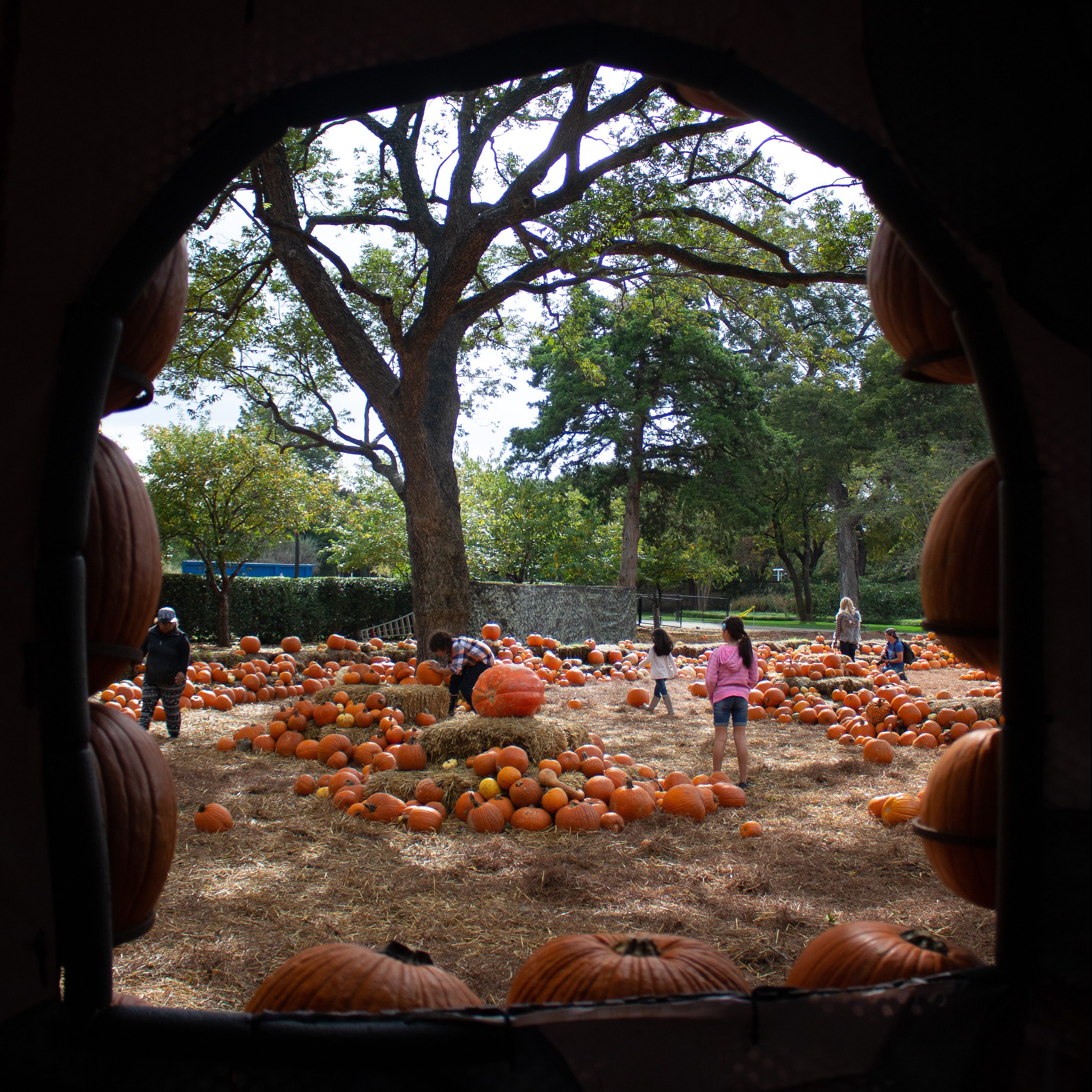 The number one thing to do in Dallas in the Fall: pumpkins at the Dallas Arboretum!