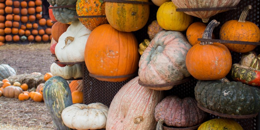Dallas Arboretum is really beautiful year round, but it's fall exhibit is it's best!
