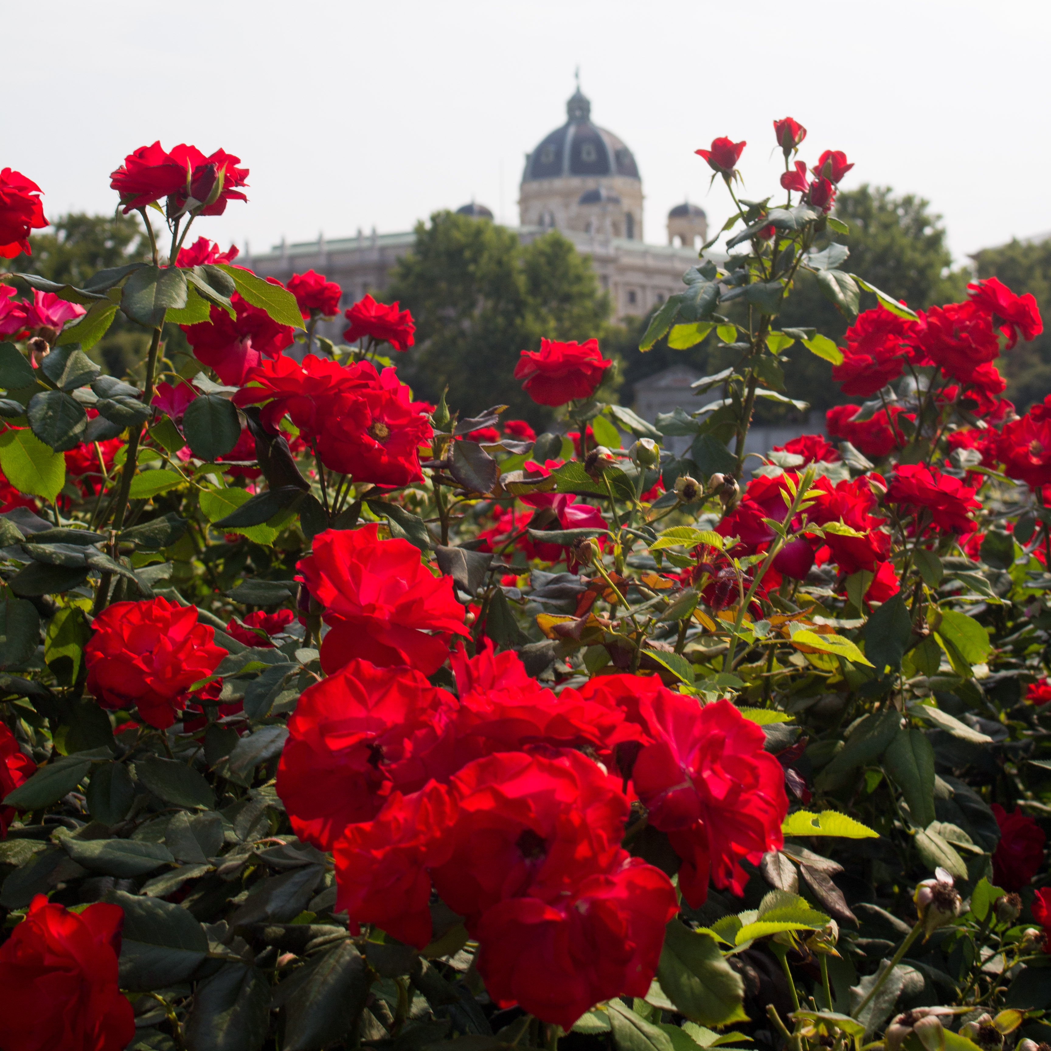 Vienna has so much to offer. Here are the best way to see it in day!