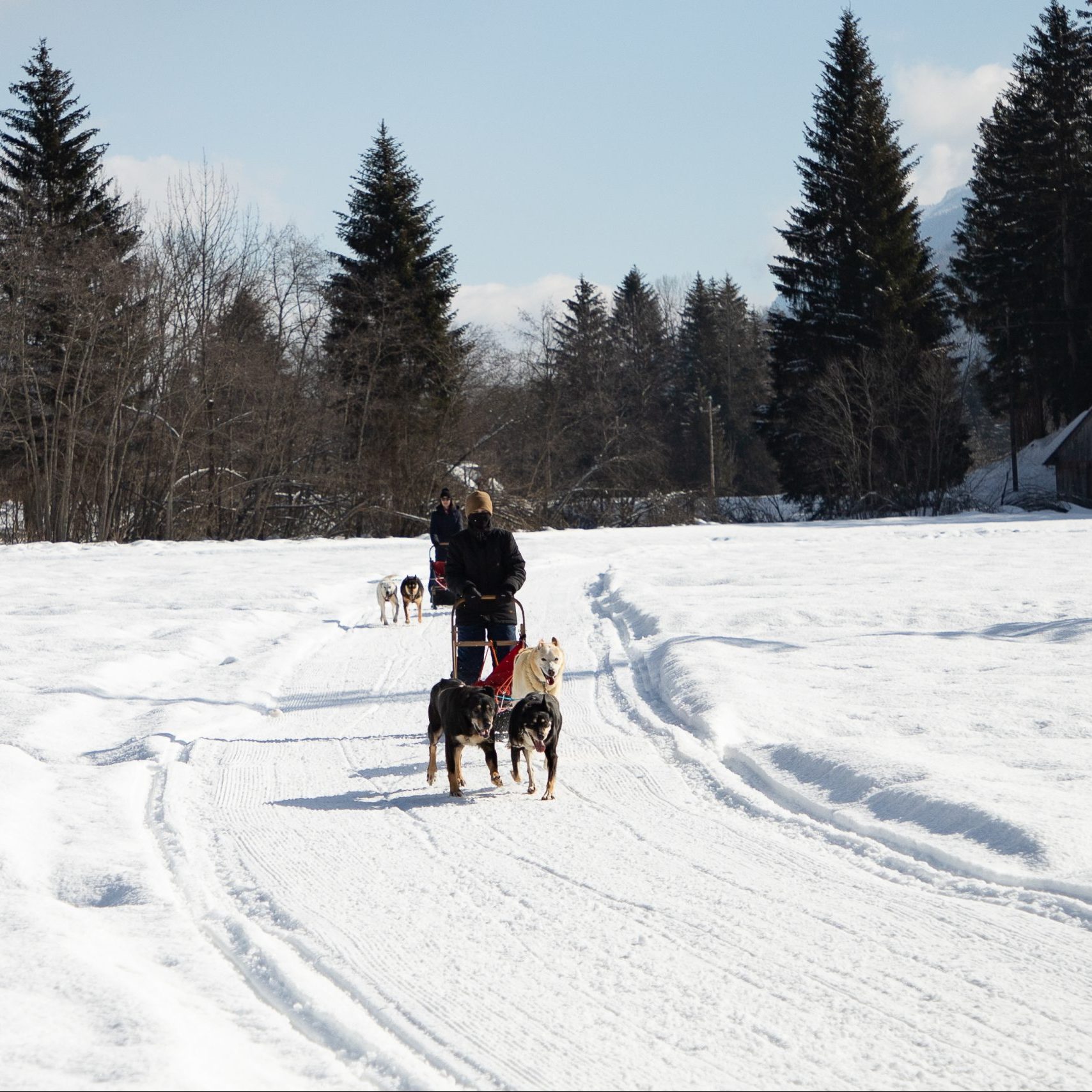 Tarvisio: beauty, snow, and dog sledding!
