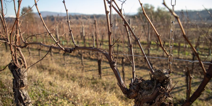 Friuli Venezia Giulia has a fantastic wine region that's easy to get to as a day trip from Venice, Aviano AB, or Trieste!