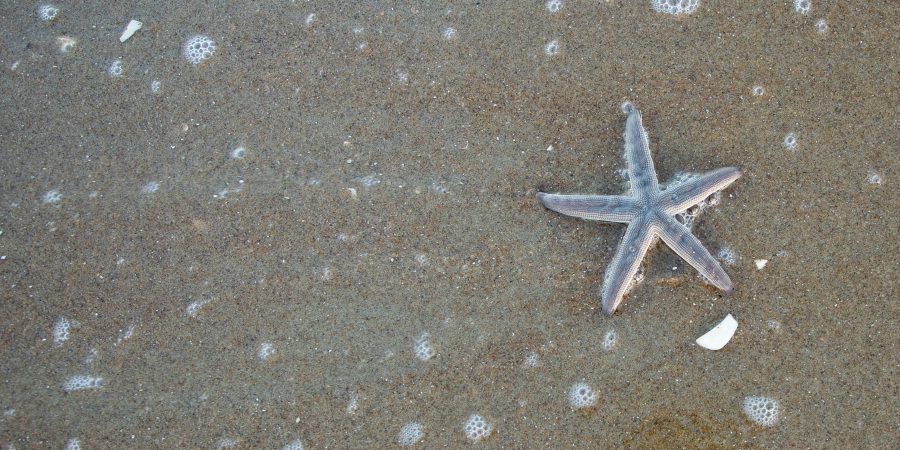 starfish on the beach