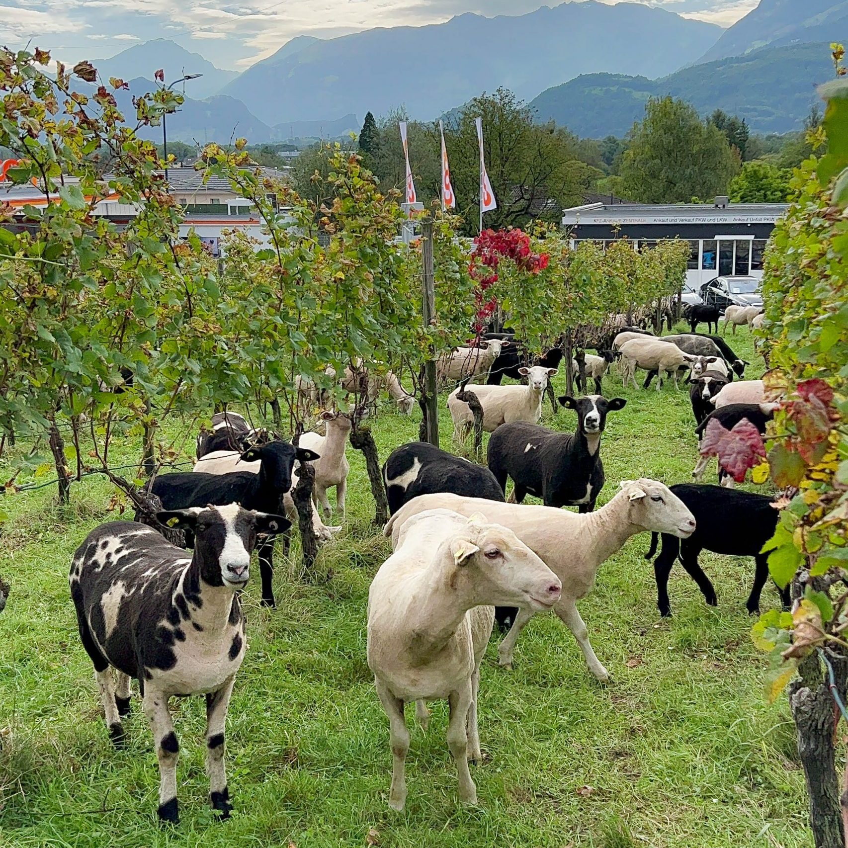 How to explore Vaduz, Liechtenstein