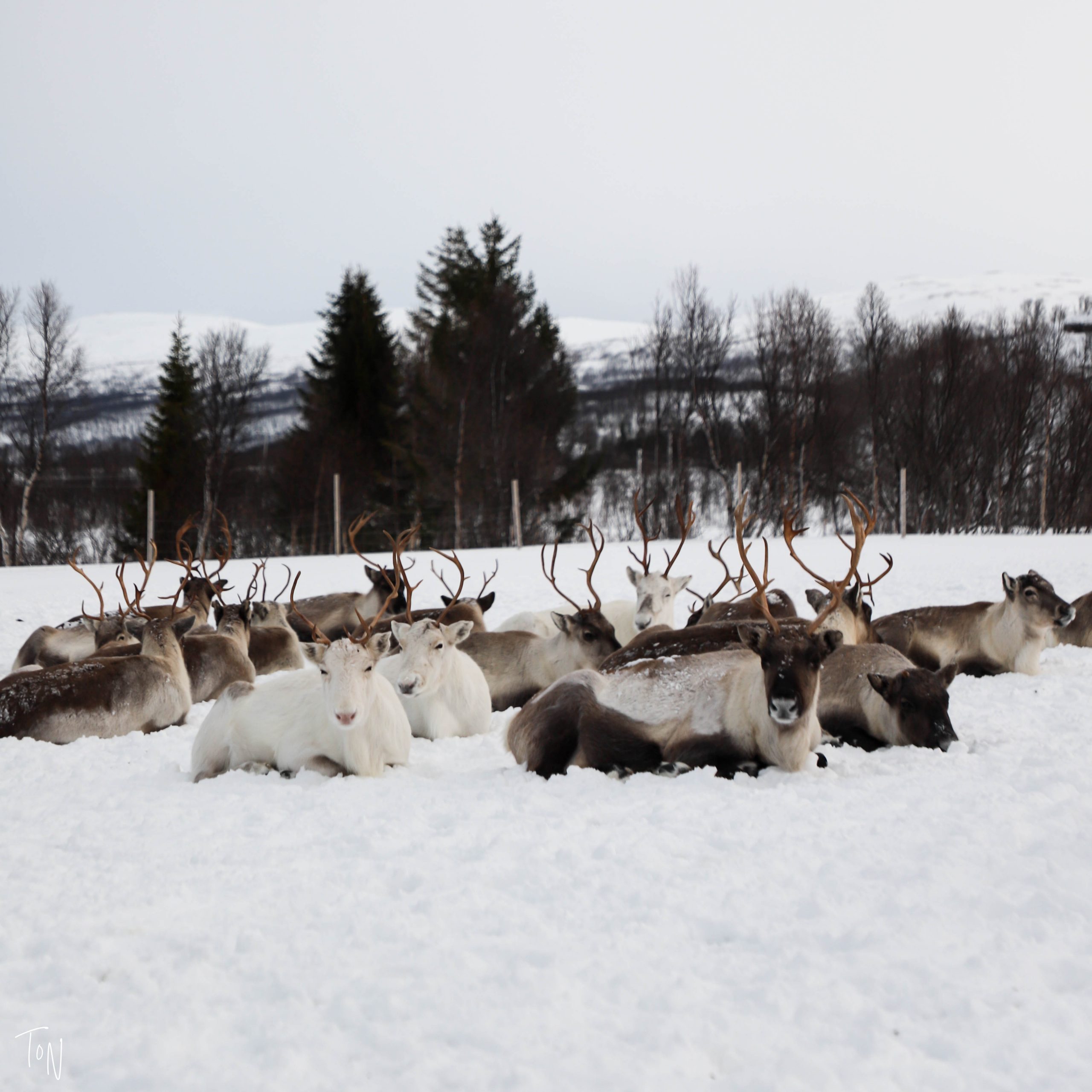 Day Trips and Excursions from Tromso, Norway! | Where's Emma Now