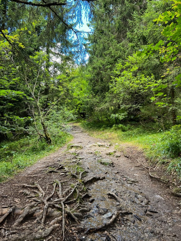 Hiking in the Black Forest trails in Feldberg