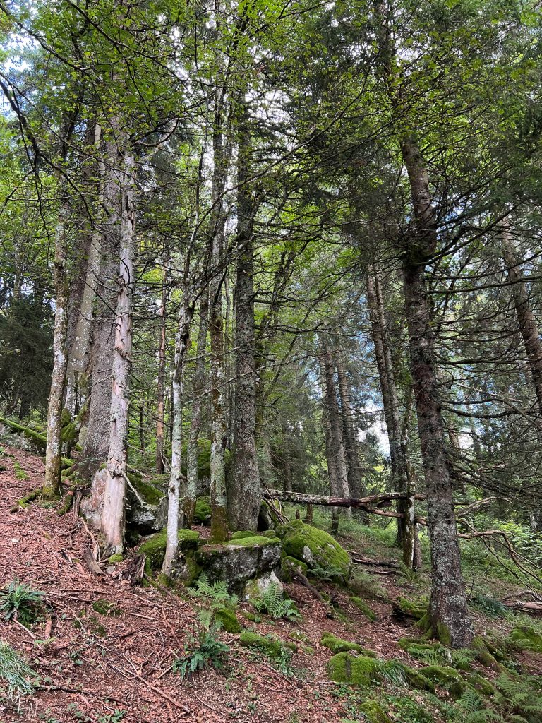 Best places to go hiking in the Black Forest