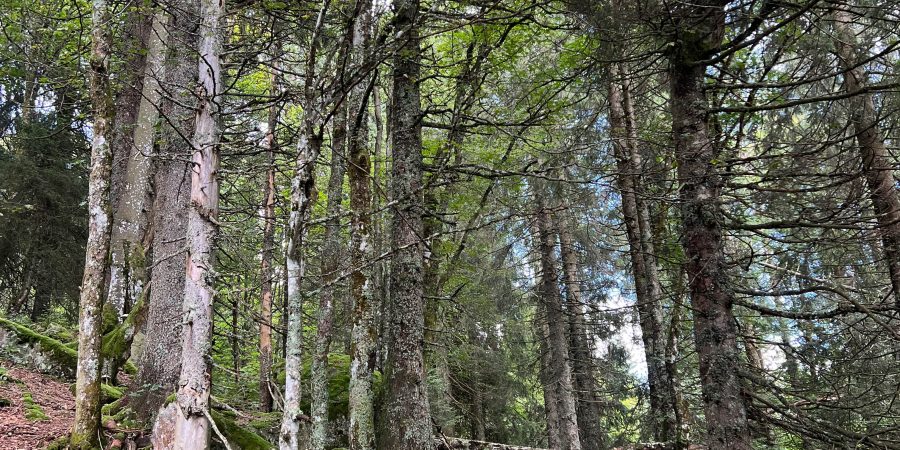 Best places to go hiking in the Black Forest