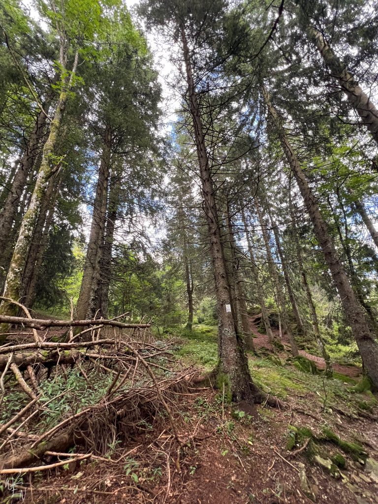 Hiking in the Black Forest in Feldberg, Germany!