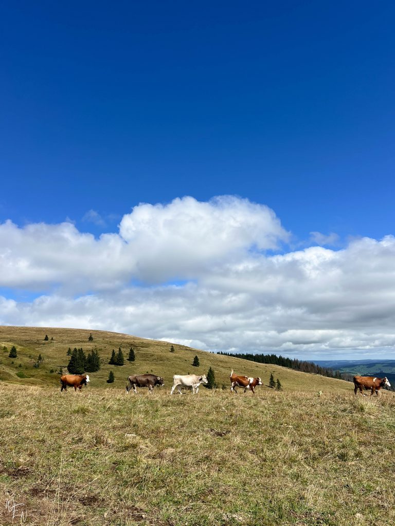 Herds covering the hills in Feldberg, Germany