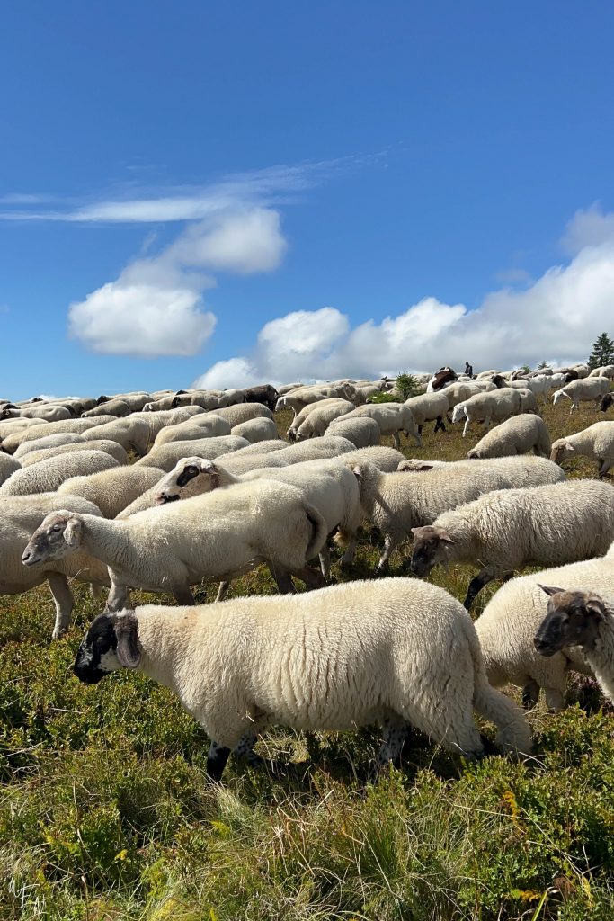 Local fauna in the Black Forest