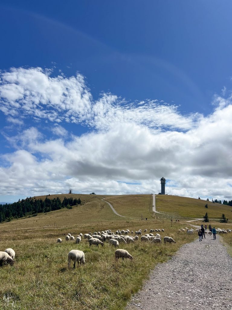 Feldberg, Germany has some of the best views in the Black Forest