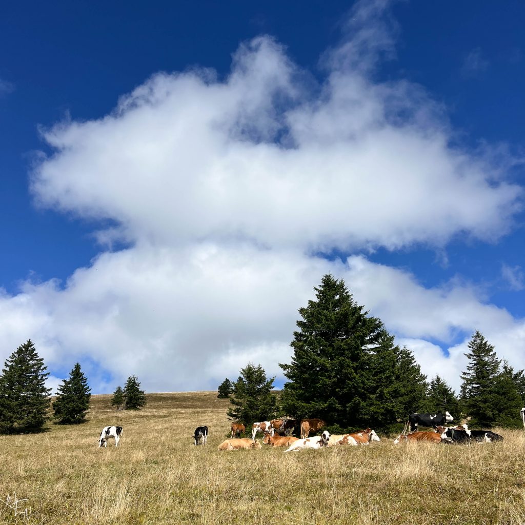 Hiking in the Black Forest with cows
