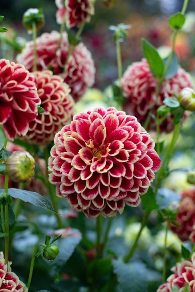 The flowers of Mainau, Lake Constance's garden island