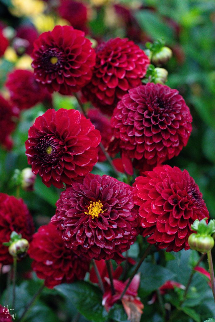 Don't miss the dahlias in the late summer and fall at Mainau, Lake Constance's garden island!