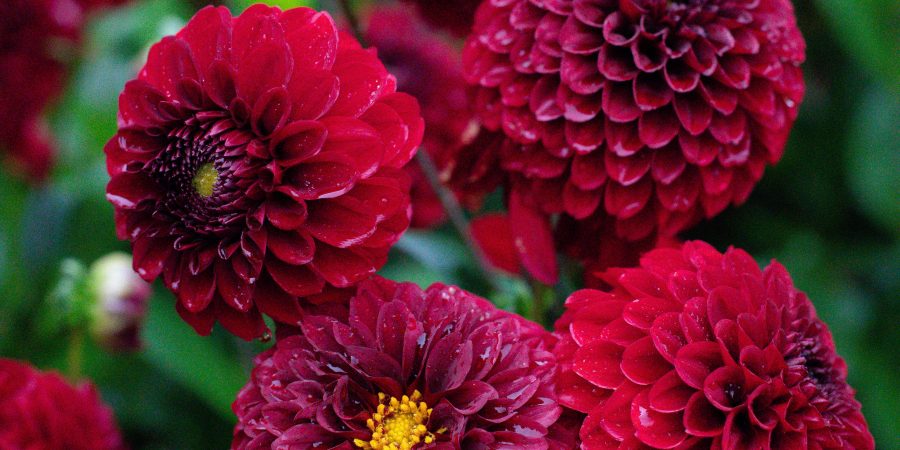 Don't miss the dahlias in the late summer and fall at Mainau, Lake Constance's garden island!