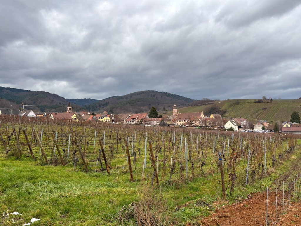Alsace christmas markets winery in Riquewihr
